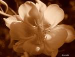 images5