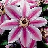 images9